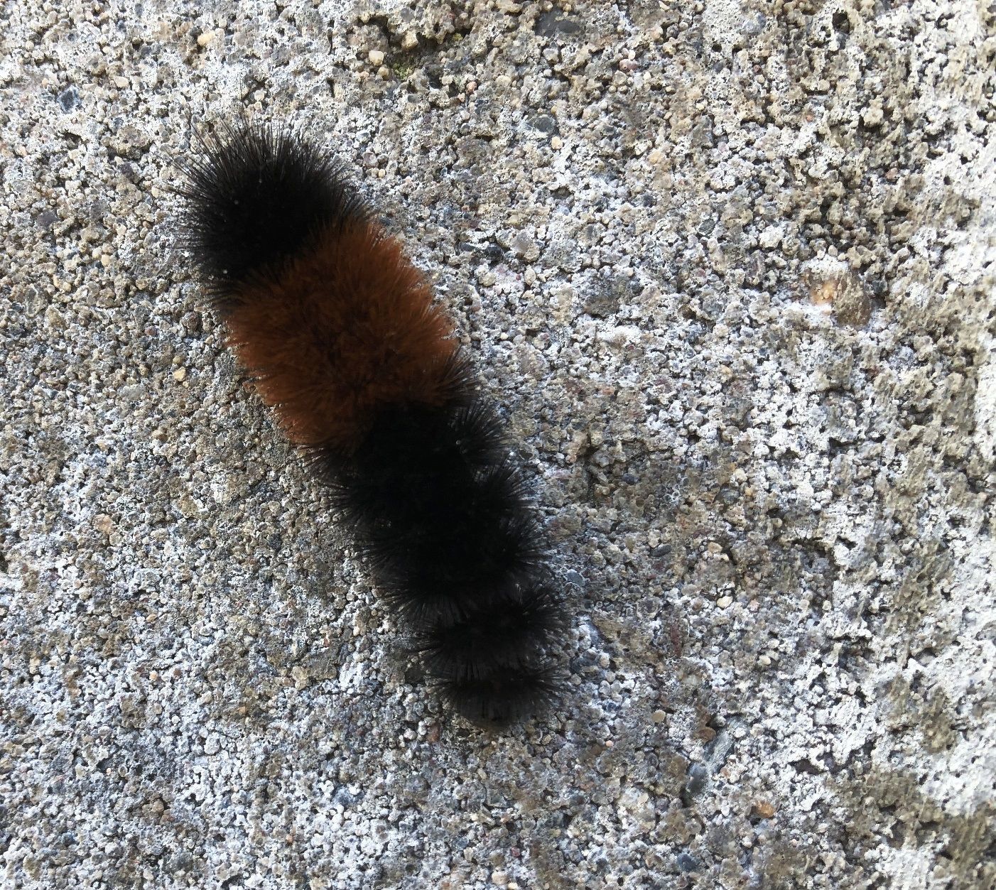 Wooly severe